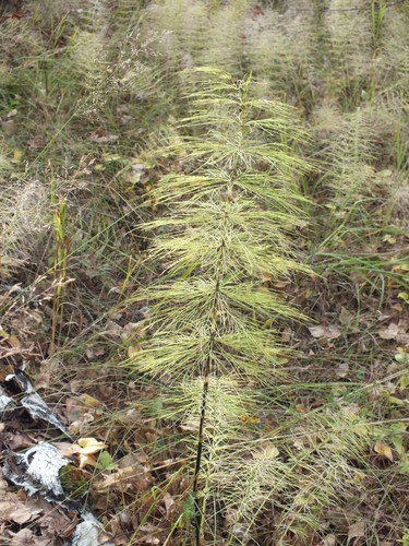 Wood horsetail (Equisetum sylvaticum)