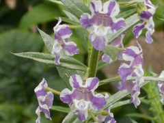 Angelonia biflora