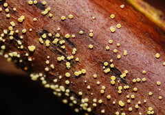 Lachnum pteridophyllum