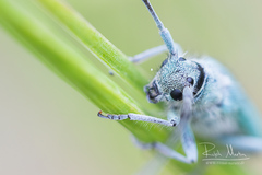 Phytoecia caerulescens
