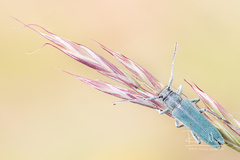 Phytoecia caerulescens
