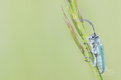 Phytoecia caerulescens