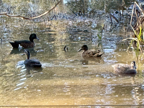 Chestnut Teal