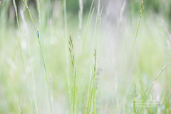 Phytoecia caerulescens