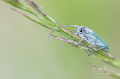 Phytoecia caerulescens