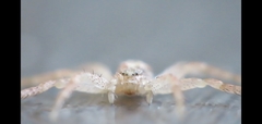 Philodromus dispar