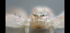 Philodromus dispar