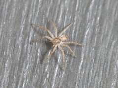 Philodromus dispar