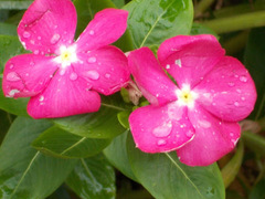 Catharanthus roseus