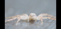 Philodromus dispar