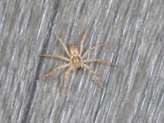 Philodromus dispar