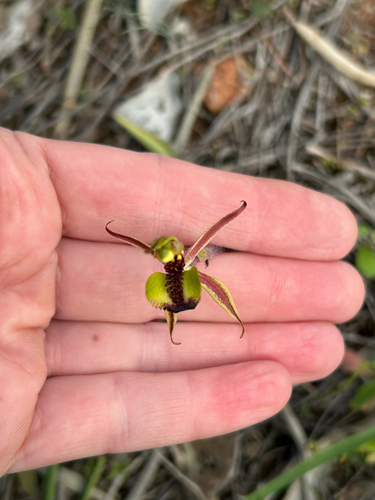 Caladenia concinna