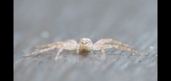 Philodromus dispar