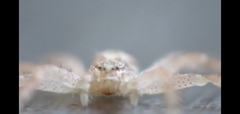 Philodromus dispar