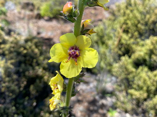 Verbascum virgatum observed 2026-08-07