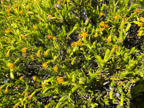 Dubautia ciliolata observed 2026-08-07