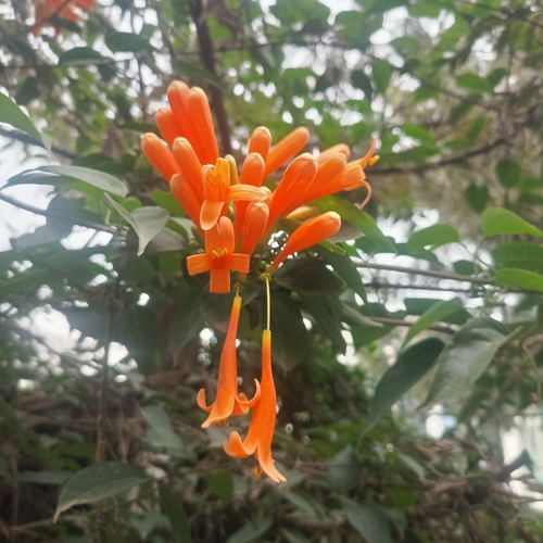 Flame vine