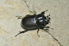 Phileurus