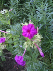 Mirabilis jalapa