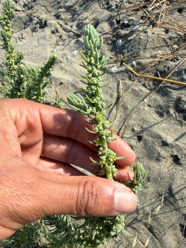 Suaeda californica, photograph 2