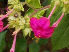 Mirabilis jalapa