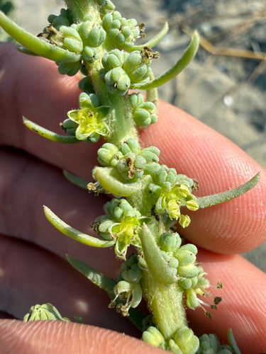 Suaeda californica