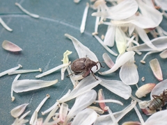 Ceutorhynchini