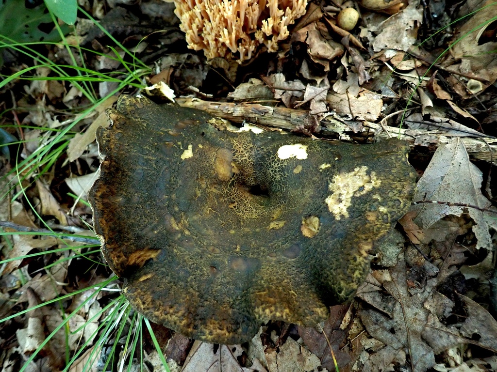 dark-spotted milkcap · August 2026 · photo: Photo: no rights reserved · iNaturalist