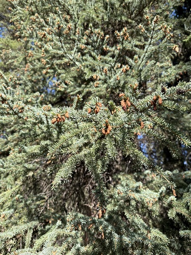 white spruce