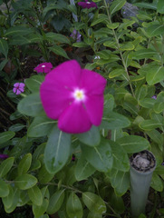 Catharanthus roseus