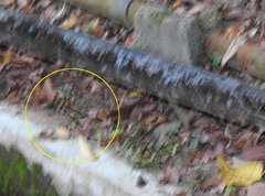 Polycanthagyna erythromelas