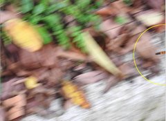 Polycanthagyna erythromelas