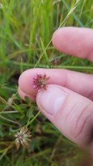 Trifolium bifidum decipiens