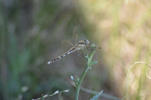 White-tailed Skimmer