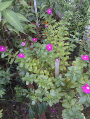 Catharanthus roseus