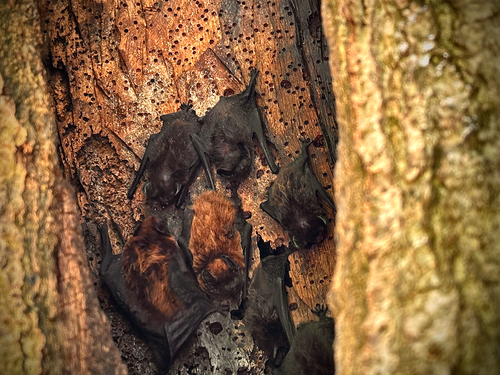 Azores Noctule, Rua do Parque, Povoação, Azores, PT, photo 10 of 10