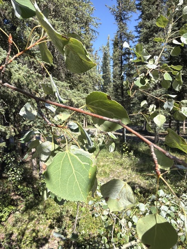 quaking aspen