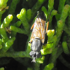 Ozodiceromyia nigrimana