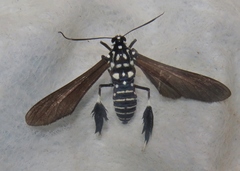 Horama plumipes