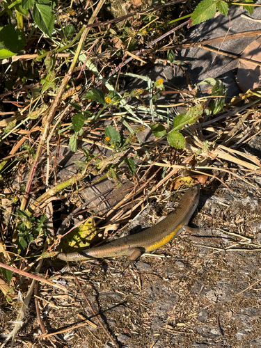 Eutropis multifasciata