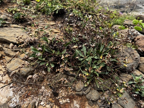Limonium sinense, photograph 4