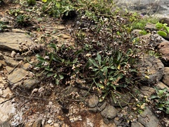 (c) 胡正恆(Jackson Hu), some rights reserved (CC BY) Limonium sinense, photograph (c) 胡正恆(Jackson Hu), some rights reserved (CC BY)