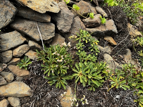 Limonium sinense, photograph 3