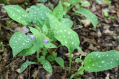 Pulmonaria vallarsae