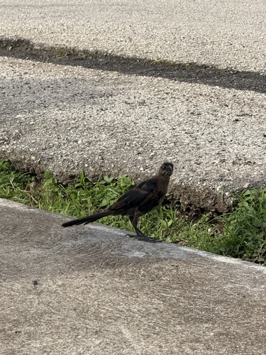 Great-tailed Grackle