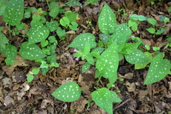 Pulmonaria vallarsae