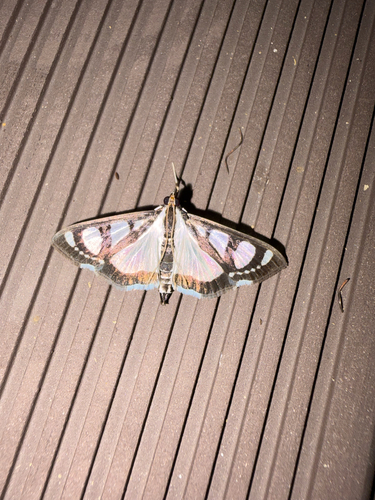Glyphodes quadrimaculalis