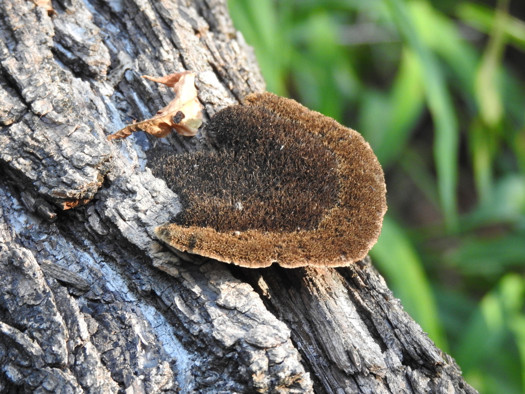 Hairy Hexagonia · August 2026 · photo: Photo: (c) saltyhiker, some rights reserved (CC BY) · iNaturalist