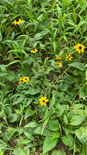 brown-eyed Susan
