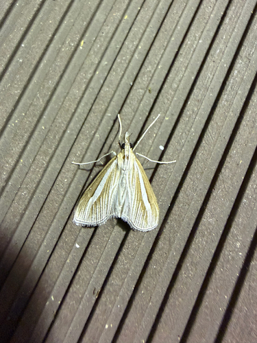 Euclasta stoetzneri